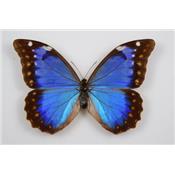 Morpho anaxibia femelle étalé A1-