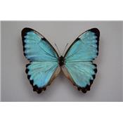 Morpho portis thamyris mâle