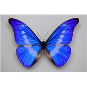 Morpho rhetenor helena mâle