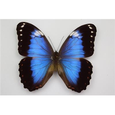 Morpho helenor violaceus mâle