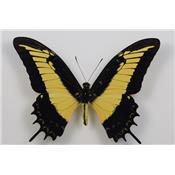 Papilio androgeus male étalé