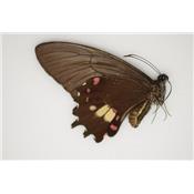Papilio garlepi femelle A1A1 -