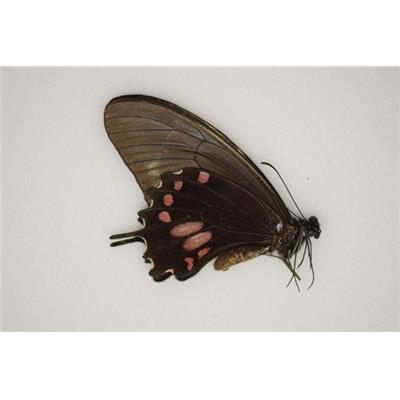 Papilio torcuatus femelle A1A1-