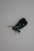 Papillon sp 2