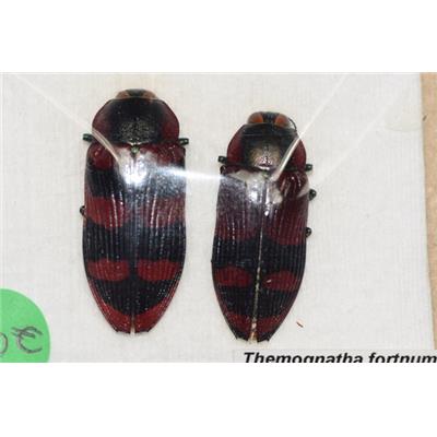 Themognatha fortnumi red form