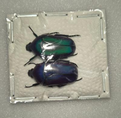 Chlorocara africana oertzeni x2