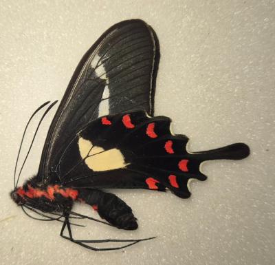 Parides agavus male
