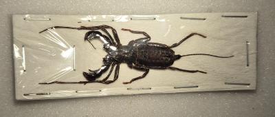 Thelyphonus feuerborni