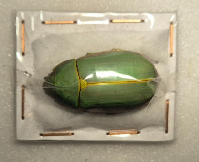 Chrysina chrysopelida femelle