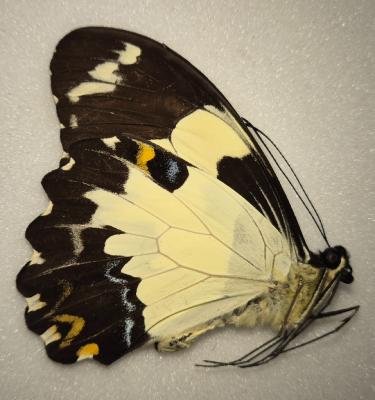 Papilio euchenor male