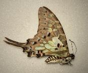 Graphium antheus femelle