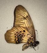 Graphium theorini femelle