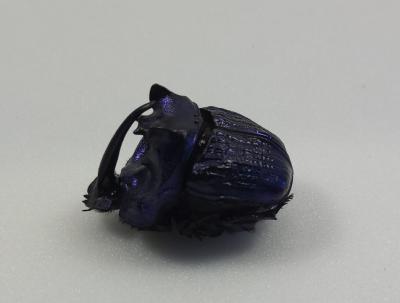 Phanaeus lancifer mâle