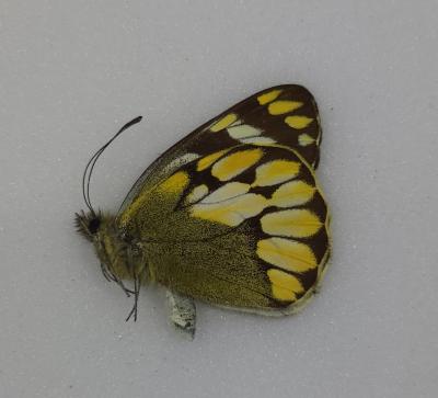 Delias schoenigi male