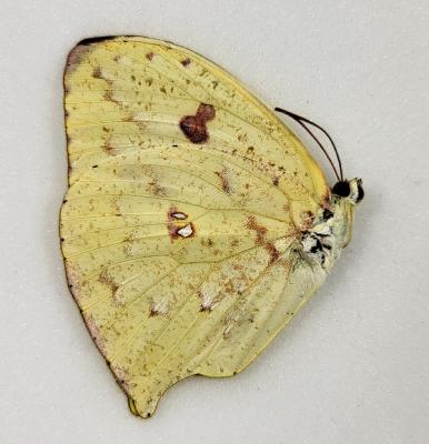 Phoebis rurina femelle jaune clair