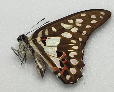 Graphium eurypylus