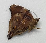 Doleschallia bisaltide