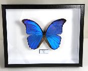 Boîte Cloche Morpho didius male 