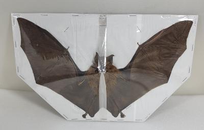 Hipposideros bicolor (ouvert) 