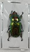 Lamprima adolphinae femelle -30mm