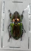 Lamprima adolphinae femelle -30mm