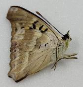 Doxocopa cherubina male