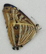 Morpho zephyritis male