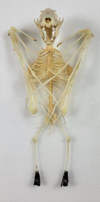 Cynopterus sphinx