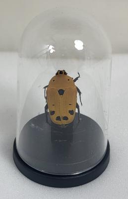 Mini Globes Euchroea auripigmenta