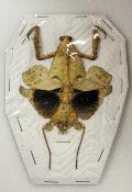 Deroplatys trigonodea femelle