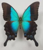 Papilio pericles étalé
