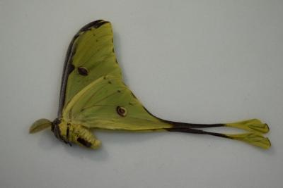 Actias mimosae male