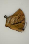 Anaea offa femelle