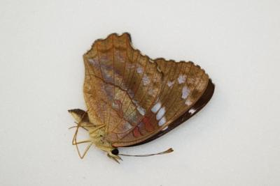 Anartia amathea male equateur