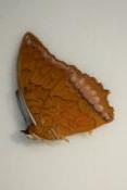Charaxes bernadus male