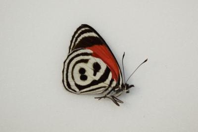 Diaethria sp6