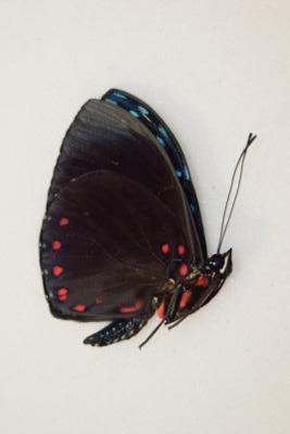 Hamadryas laodamia male equateur