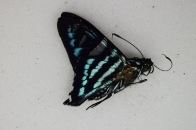 Jemadia sp
