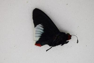 Microceris intersecta