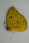 Phoebis philea femelle
