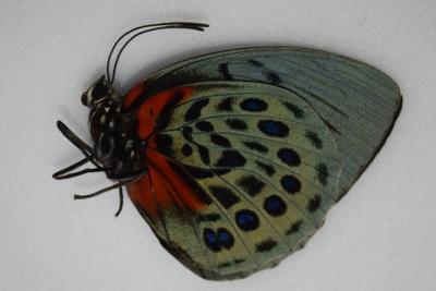 Agrias beatifica femelle