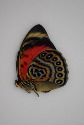 Agrias claudina lugens femelle
