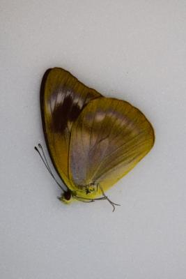 Appias nero neronis femelle