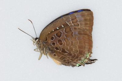 Arhopala araxes mâle
