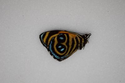Callicore denina male