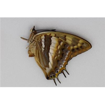 Charaxes boueti femelle