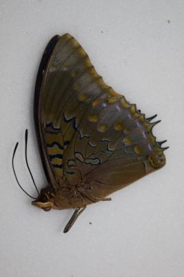 Charaxes mixtus male