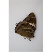 Charaxes numenes femelle