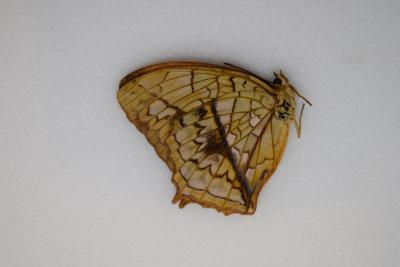 Charaxes pleione femelle