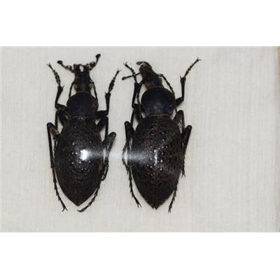 Coptolabrus formosus brockmannioides LOT DE 2